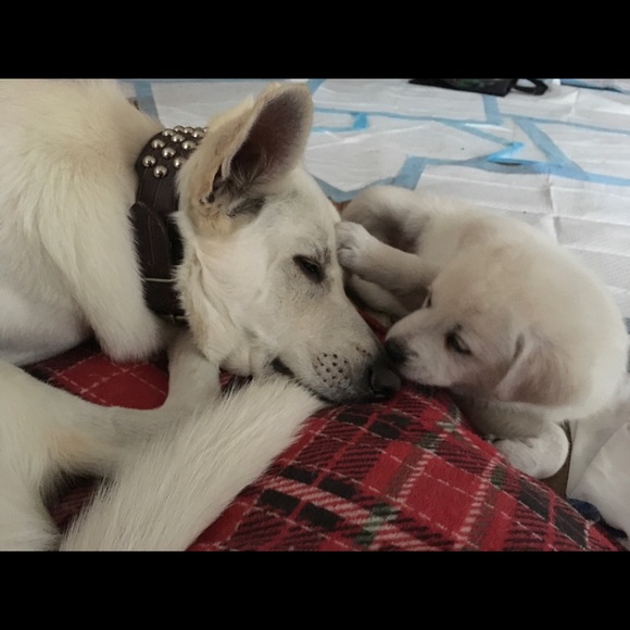 Meet your Posher, Klaudia - Picture 1 of 3